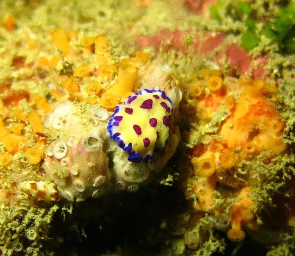 Pseudoceros vishnui